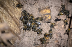 Stung by drought, Morocco's bees face disaster