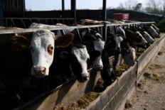 Cattle rest and eat in their enclosure at the Westons Farm, in Itchingfield, south England, on March 28, 2022. Hungry cows at Westons Farm jostle for position at the feeding trough, blissfully unaware that Ukraine's war has sowed more turmoil for UK farms ploughing through COVID-19 and Brexit fallout. Farms like Westons have therefore become more and more reliant on animal slurry to grow crops and cut costs.