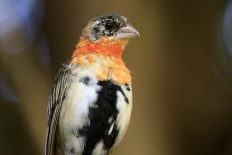 Birds are more colorful closer to the equator, study proves