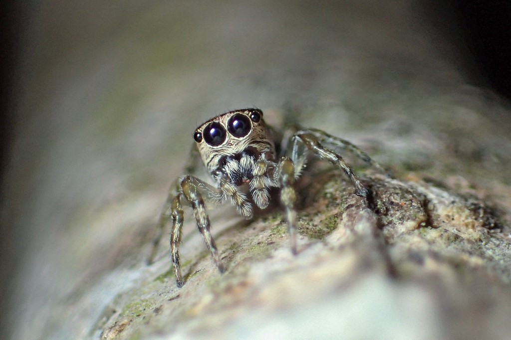 Number of spider species creeps up to 50,000