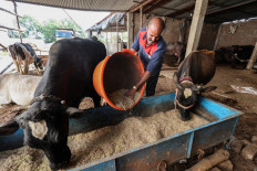 Dung power: India taps new energy cash cow