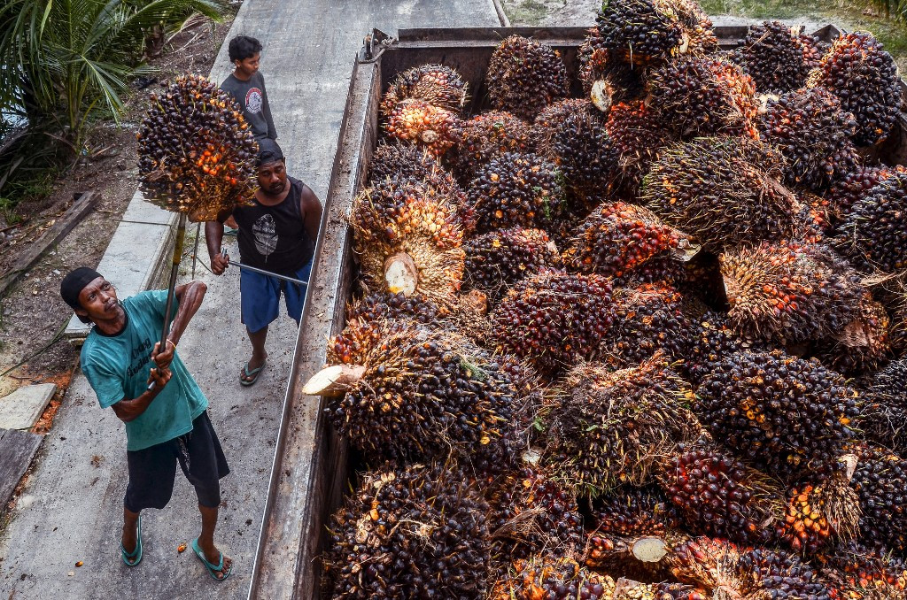 Indonesia to fine palm oil companies $310 mln for operating in