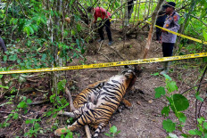  Three critically endangered Sumatran tigers killed in Aceh 