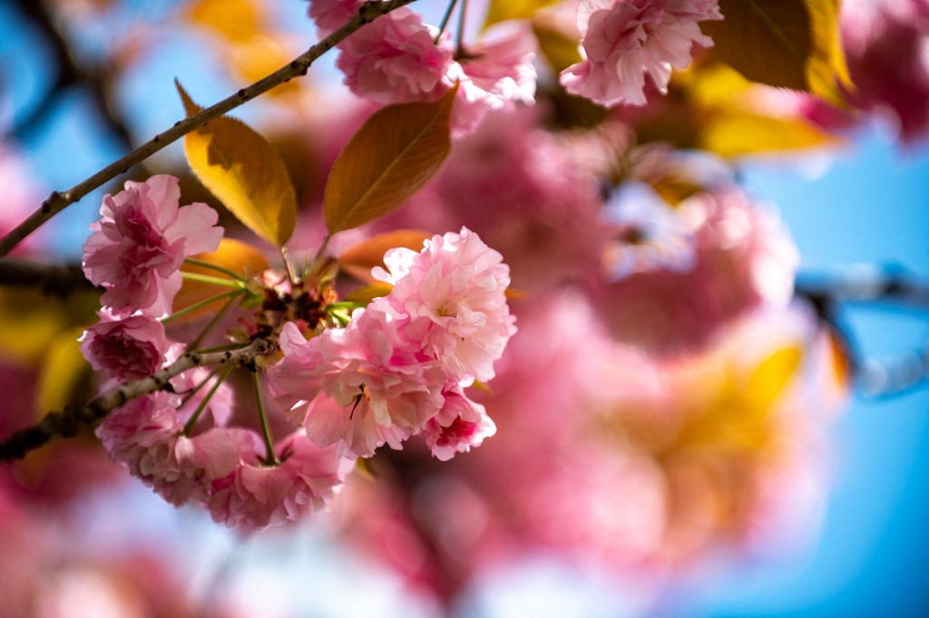 Prettier in pink: The push to remake Japan’s cherry blossom season ...