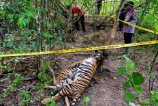 Three critically endangered Sumatran tigers killed in Indonesia 