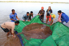 Cambodian fishermen hook giant endangered stingray