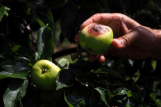 In East Java, climate change takes a bite out of apple crops
