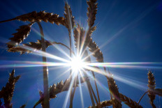 This file photo taken on July 12, 2020 shows a view of a wheat field pictured outside the village of Karpenkovo, some 150 km from city of Voronezh, Russia. 