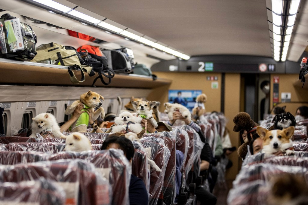 A paw-some day trip: dogs ride Japan bullet train