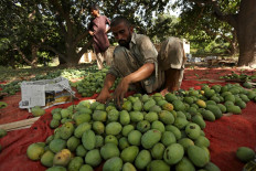 In this picture taken on June 22, 2020, a labourer sorts mangoes before packing them into boxes at a farm in Multan. Dwindling harvests, drooping demand and export supply chains hit by the coronavirus are biting into Pakistan's mango industry, with producers of the prized fruit battling to weather a disastrous season.