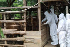 Foot-and-mouth could cost country estimated $1.37b a year