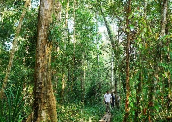 Nature walk: A group of people take a walk in Southeast Asia’s largest peat forest situated between the Katingan and Mentaya rivers in Central Kalimantan on May 20, 2022. 

