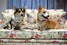 Corgi love: Corgis Percy (left) and Obi sit on a couch during the free Corgi Cam pop-up event on Wednesday at Leadenhall Market in central London, prior to the Platinum Jubilee celebrations of Britain's Queen Elizabeth II.