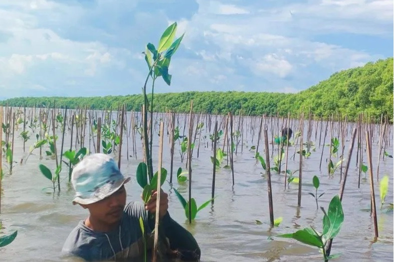 Sabuk Hijau Indonesia – Melindungi dan Memulihkan Mangrove Negara – Akademisi