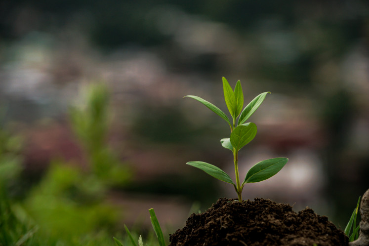 Small step: Soil scientists say that planting trees is only part of the solution to overcoming land degradation.