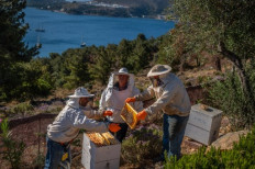 Social workers along with an employee with a mental illness (R) check the beehives at the agricultural farm “The Caserma of Herbs” run by the Social Cooperative of the Dodecanese Department of Mental Health on Leros island in Greece, on June 8, 2022. On a hillside overlooking the azure blue waters of Greece's Leros island harbour, a small group of workers in protective gear are busy smoking beehives. But these are not ordinary beekeepers. Some of them are patients from the nearby psychiatric hospital, participating in a two-decade project combining therapy with professional fulfilment.

