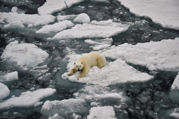 Vulnerable, but tough: A polar bear is seen on Aug. 22, 2021 in Essen Bay, off the coast of Prince George Land, an island in the Russian archipelago of Franz Josef Land.