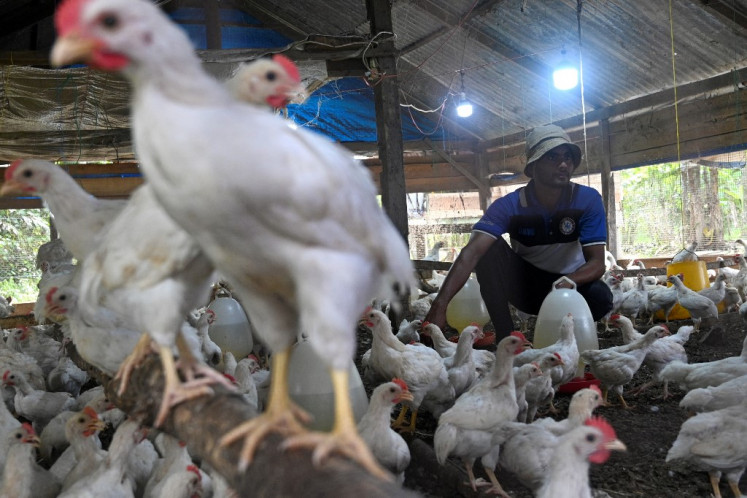 A worker feeds chickens at a poultry farm in Sibreh, Aceh, on Feb. 5, 2022.
