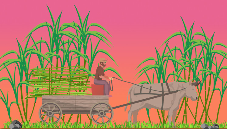 Sugar fever: A complex tale of love, loss and public health