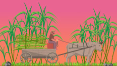 Sugar fever: A complex tale of love, loss and public health