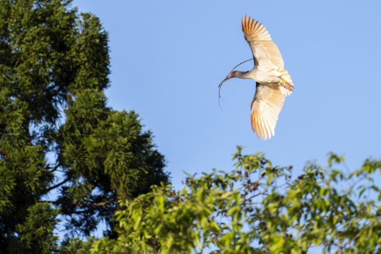 Flying free: A wild toki bird is seen in flight on Sado Island, Japan.