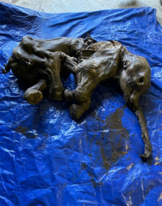 This handout image released by the Government of Yukon on June 25, 2022 shows a complete baby woolly mammoth named Nun cho ga found in Yukon's Eureka Creek, south of Dawson City, Canada. Miners in the Klondike gold fields of Canada's far north have made a rare discovery, digging up the mummified remains of a near complete baby woolly mammoth.