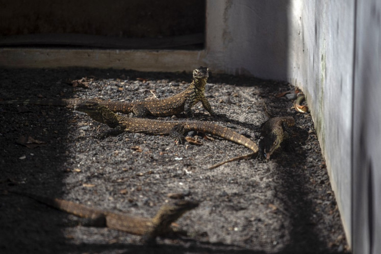 This photo taken on June 27, 2022, shows Four-month-old juvenile Komodo dragons, hatched in captivity as part of a breeding programme for the endangered lizard, in their enclosure at the Surabaya Zoo in East Java.

