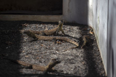  Surabaya zoo breeds dozens of endangered baby Komodo dragons 