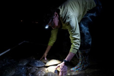 Horseshoe crabs: 'Living fossils' vital for vaccine safety 