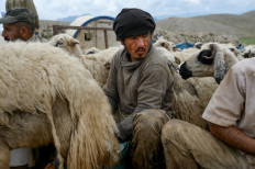 High on the mountains: Mustafa Acun, a native of Tunceli in Turkey’s Dersim mountains, milks sheep on June 13 along with Afghan sheperds in the Eastern Anatolia Region.