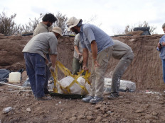 This image courtesy of the University of Minnesota shows the transportion a plaster jacket a new dinosaur Meraxes gigas, in Las Campanas Canyon, 25kms southwest of Villa El Chocon, Neuquen Province, Argentina, on March 17, 2014.