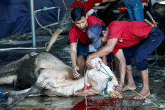 Local farmers pay price of foot and mouth outbreak before Idul Adha