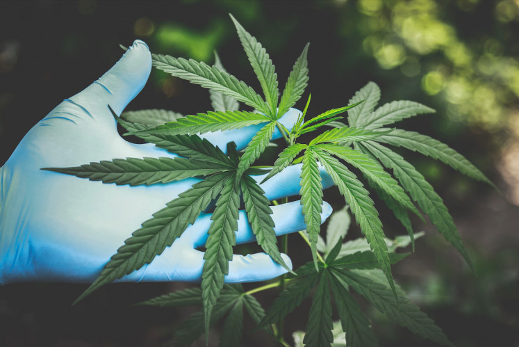 So close yet so far: Health minister Budi Gunadi Sadikin has said there is a potential for research on medical uses for marijuana. (Pexel/Aphiwat Chuangchoem)