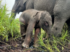 Elsa (right), a 24-year-old Sumatran elephan, stands beside her newborn female calf on July 13, 2022 at the Route 21 Padang Sugihan elephant training center (PLG) in Banyuasin regency, South Sumatra.