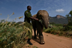 Social life helps orphaned elephants overcome loss: study 