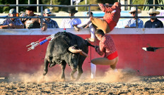 A forcados leaps onto the railing as another attempts to grab the bull's head during Portuguese-style bloodless bullfights on July 10, 2022 in Turlock, California.