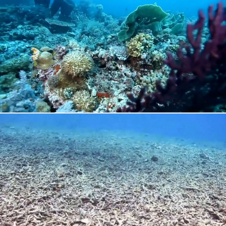 Destroyed: The vibrant coral reefs surrounding Taupan Island in Togian Islands, Central Sulawesi, are obliterated by blast fishers. (Michael Sjukrie)