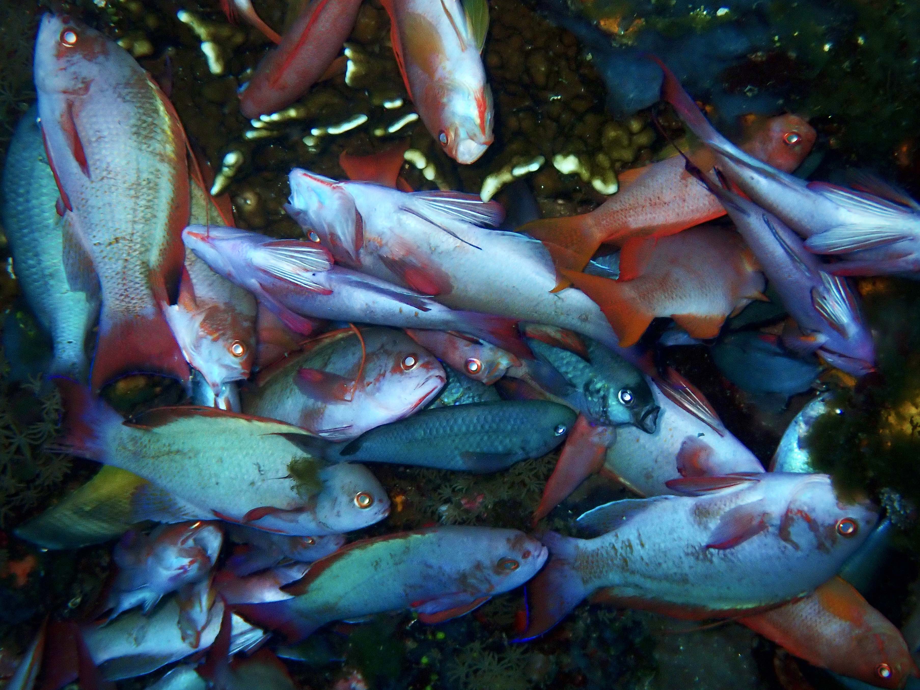 Blast fishing: Desecrating coral reefs for a bigger catch - Environment