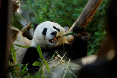 World's oldest known male giant panda, An An, dies at 35 