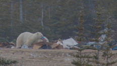Polar bears scavenge on garbage to cope with climate change