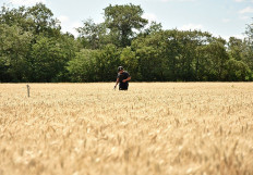 This handout picture released by Ukrainian Emergency Service on July 22, 2022 shows a deminer inspecting a wheat field regarding detection of explosive objects during agriculture works in Mykolaiv region, Ukraine. 