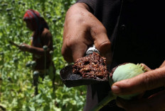 The terrible twos: Narcotics trafficking and terrorism 