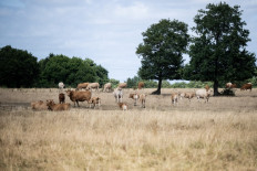 A herd of cattle stands in a dry field, on July 25, 2022 in Lavau-sur-Loire, western France, as continuous dry weather affects many western regions of France.