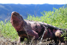 Handout photo released by the Galapagos National Park of a Galapagos pink iguana 