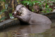 This photo taken on July 6, 2022 shows an otter eating fish in the forest at Angkor Park in Siem Reap province. Decades after poachers hunted nearly all wildlife that habited the forests near Cambodia's world heritage listed Angkor Wat temple, a joint conservation program is now bringing them back.
