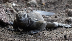 Iguanas reproducing on a Galapagos island century after disappearing 