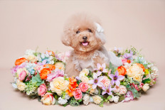 Do's: It’s crucial for pet owners to regularly check their pet’s health issues and choose fabrics that suit the animal's skin conditions and their movement. (Courtesy of Alena Evelyn) 