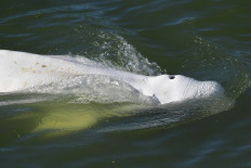 Fading hope: A beluga whale is seen swimming on Friday in the Seine River, near a lock in Courcelles-sur-Seine, western France. Rescuers have been trying to find a way to help the malnourished marine mammal.
