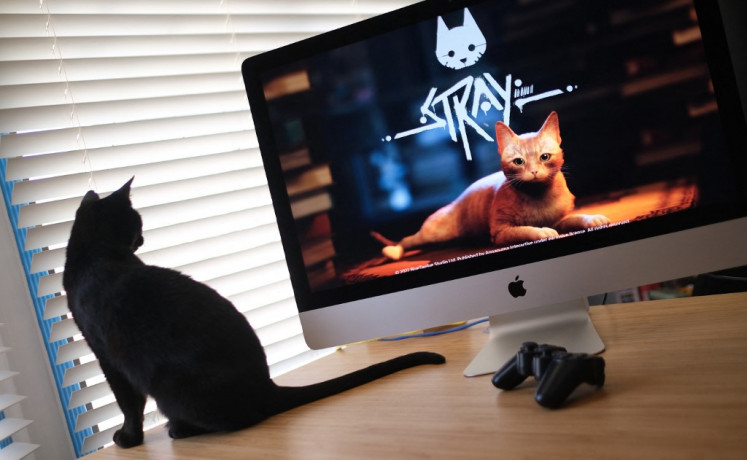 Transfixing: A cat looks at a screen showing the video game Stray in Los Angeles, California.