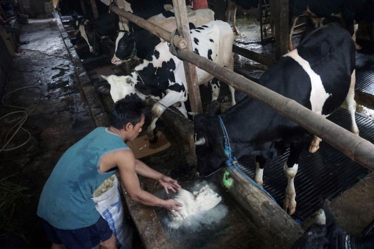 Workers feed cows made from tofu dregs as concentrate at a cattle farm in Jakarta on March 1, 2021.